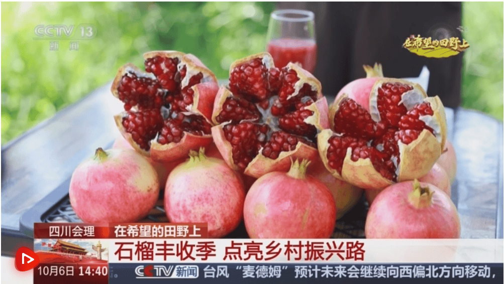 产销两旺！“小特产”变身变身乡村振兴“致富果” 激活“甜蜜经济”新热力