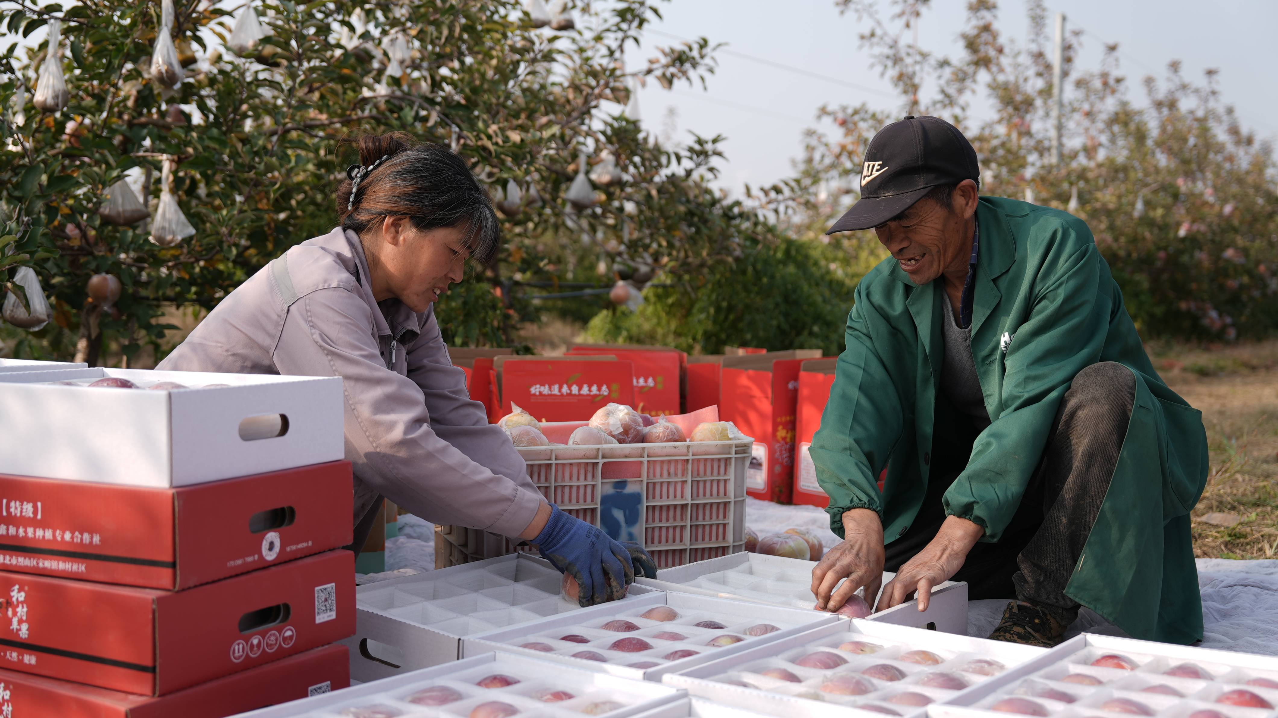 “淮北为啥不种橘子？”果农：因为我们有更甜的王牌