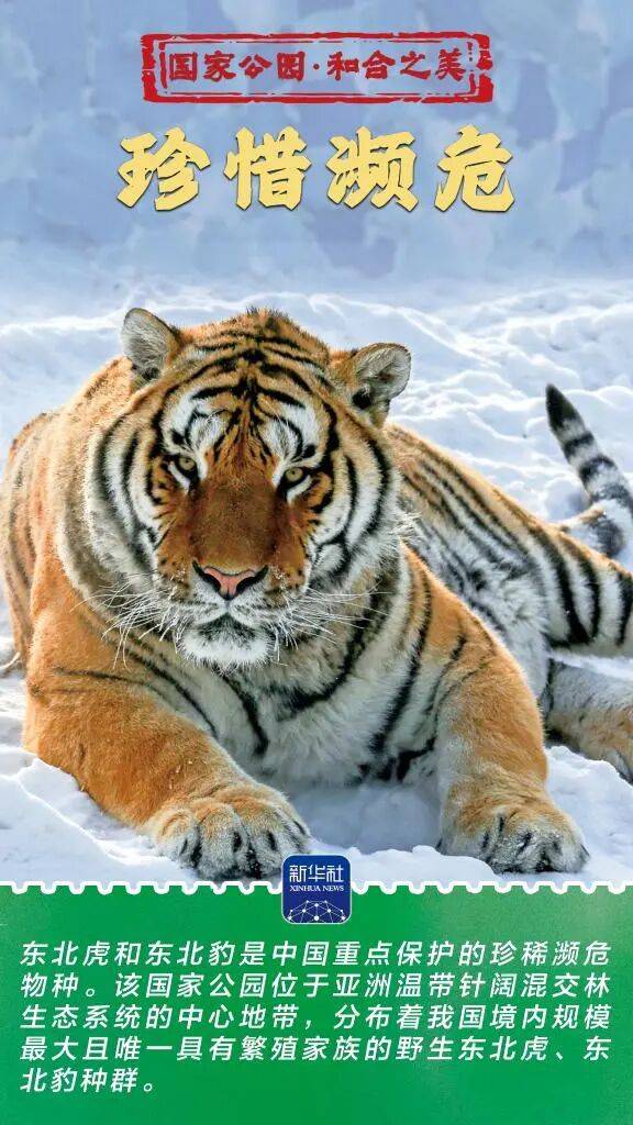 新华社:东北虎豹国家公园 猛兽家园野性王国